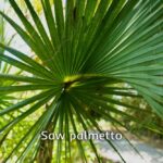 Saw palmetto