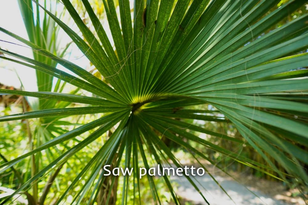 Saw palmetto